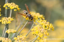 Dunkelblättriger Garten-Fenchel „Atropurpureum“ -Blumen Risse Verkaufsladen P2001615 3 800x800