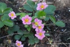 Garten-Zier-Erdbeere „Pink Panda“® 14 Garten-Zier-Erdbeere „Pink Panda“® -Blumen Risse Verkaufsladen P2001618 3 800x800
