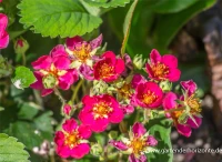 Garten-Zier-Erdbeere „Red Ruby“ 7 Garten-Zier-Erdbeere „Red Ruby“ – Bild 5