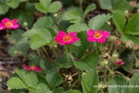 Garten-Zier-Erdbeere „Red Ruby“ 8 Garten-Zier-Erdbeere „Red Ruby“ – Bild 6