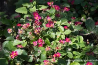 Garten-Zier-Erdbeere „Red Ruby“ 9 Garten-Zier-Erdbeere „Red Ruby“ – Bild 7