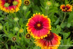Großblumige Garten-Kokardenblume „Fackelschein“ -Blumen Risse Verkaufsladen P2001649 2 800x800