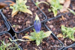 Kurzstängeliger Silikat-Enzian 7 Kurzstängeliger Silikat-Enzian -Blumen Risse Verkaufsladen P2001671 1 800x800