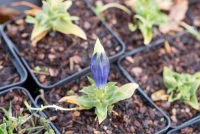 Kurzstängeliger Silikat-Enzian 5 Kurzstängeliger Silikat-Enzian – Bild 3