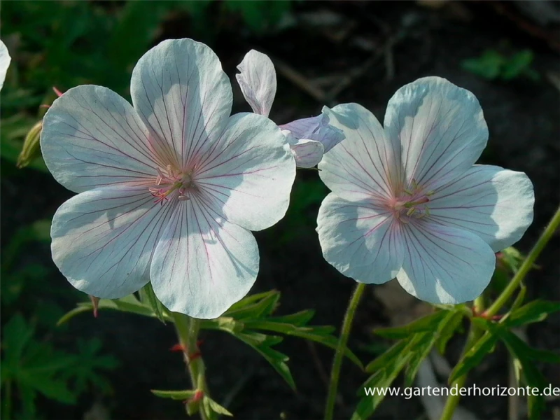 Clarkes-Storchschnabel „Kashmir White“ 3 Clarkes-Storchschnabel „Kashmir White“