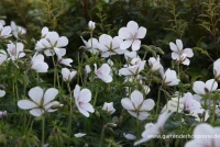 Clarkes-Storchschnabel „Kashmir White“ 9 Clarkes-Storchschnabel „Kashmir White“ – Bild 7