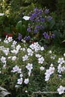 Clarkes-Storchschnabel „Kashmir White“ 10 Clarkes-Storchschnabel „Kashmir White“ – Bild 8