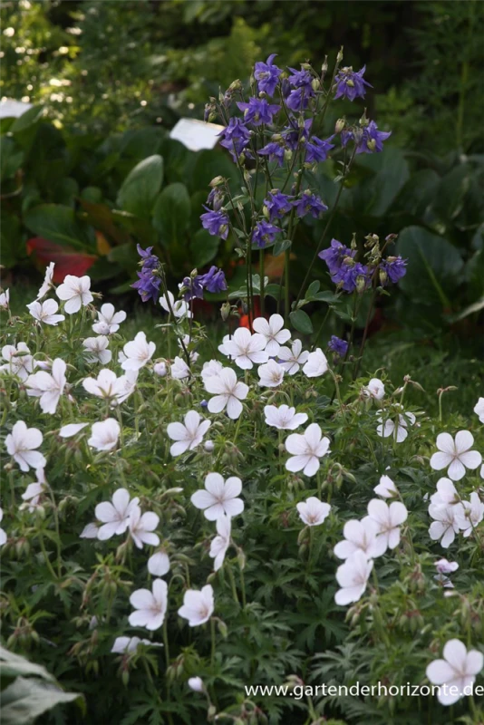 Clarkes-Storchschnabel „Kashmir White“ 5 Clarkes-Storchschnabel „Kashmir White“ – Bild 3