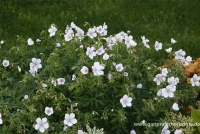 Clarkes-Storchschnabel „Kashmir White“ 11 Clarkes-Storchschnabel „Kashmir White“ – Bild 9