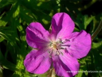 Clarkes-Storchschnabel „Kashmir White“ 12 Clarkes-Storchschnabel „Kashmir White“ – Bild 10