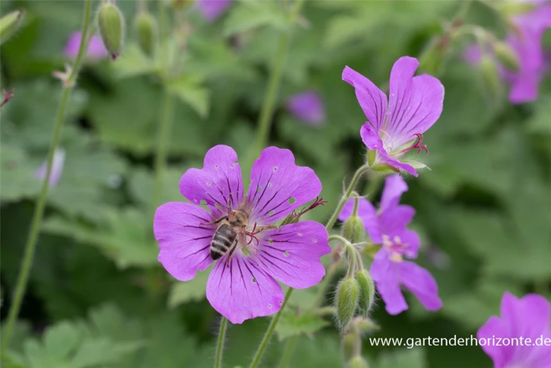 Schlanker Storchschnabel „Sirak“ 3 Schlanker Storchschnabel „Sirak“