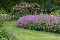 Schlanker Storchschnabel „Sirak“ 9 Schlanker Storchschnabel „Sirak“ – Bild 7