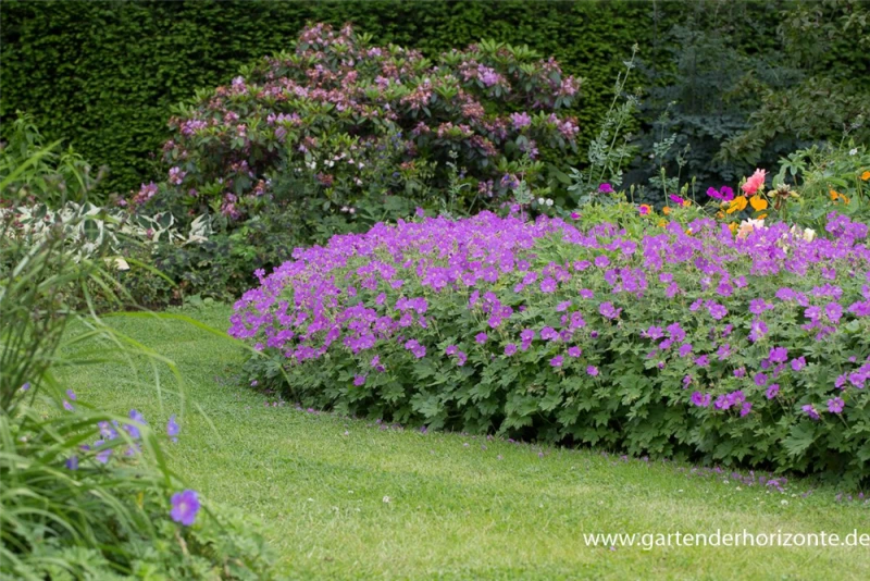 Schlanker Storchschnabel „Sirak“ 4 Schlanker Storchschnabel „Sirak“ – Bild 2