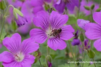 Schlanker Storchschnabel „Sirak“ 10 Schlanker Storchschnabel „Sirak“ – Bild 8