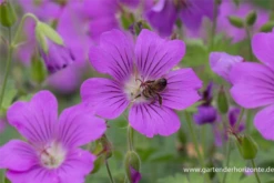 Schlanker Storchschnabel „Sirak“ 14 Schlanker Storchschnabel „Sirak“ -Blumen Risse Verkaufsladen P2001710 3 800x800