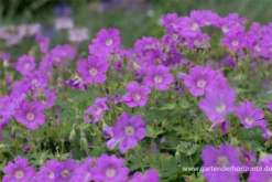 Schlanker Storchschnabel „Sirak“ 15 Schlanker Storchschnabel „Sirak“ -Blumen Risse Verkaufsladen P2001710 4 800x800