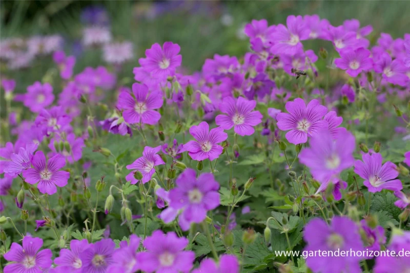 Schlanker Storchschnabel „Sirak“ 6 Schlanker Storchschnabel „Sirak“ – Bild 4