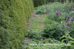 Felsen-Storchschnabel „Bevan“ 7 Felsen-Storchschnabel „Bevan“ -Blumen Risse Verkaufsladen P2001721 1 800x800