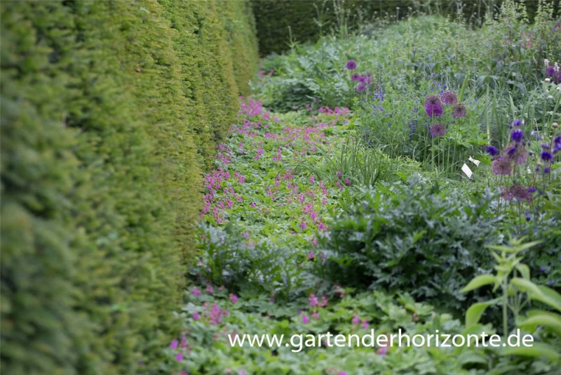 Felsen-Storchschnabel „Bevan“ 4 Felsen-Storchschnabel „Bevan“ – Bild 2