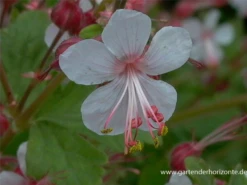 Felsen-Storchschnabel „Spessart“ -Blumen Risse Verkaufsladen P2001725 3 800x800