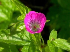 Knotiger Bergwald-Storchschnabel