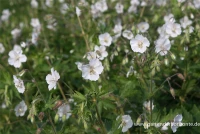 Brauner Storchschnabel „Album“ 8 Brauner Storchschnabel „Album“ – Bild 6