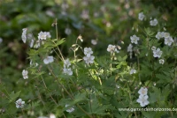 Brauner Storchschnabel „Album“ 9 Brauner Storchschnabel „Album“ – Bild 7