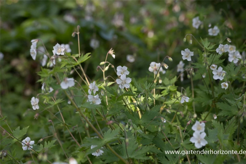 Brauner Storchschnabel „Album“ 4 Brauner Storchschnabel „Album“ – Bild 2