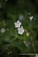 Brauner Storchschnabel „Album“ 10 Brauner Storchschnabel „Album“ – Bild 8