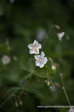 Brauner Storchschnabel „Album“ 14 Brauner Storchschnabel „Album“ -Blumen Risse Verkaufsladen P2001743 3 800x800