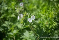 Brauner Storchschnabel „Album“ 11 Brauner Storchschnabel „Album“ – Bild 9