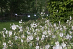 Brauner Storchschnabel „Album“ 16 Brauner Storchschnabel „Album“ -Blumen Risse Verkaufsladen P2001743 5 800x800