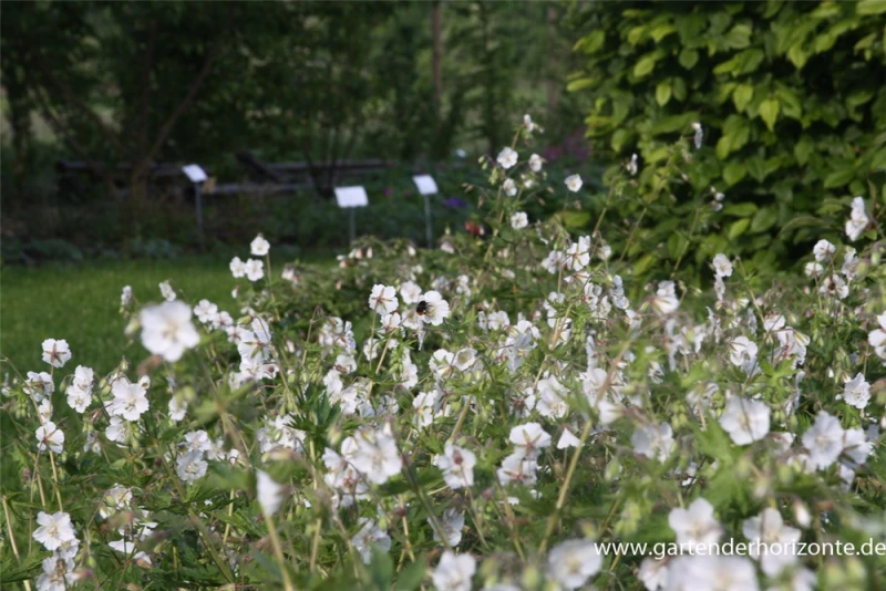 Brauner Storchschnabel „Album“ 7 Brauner Storchschnabel „Album“ – Bild 5