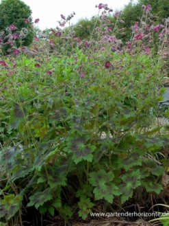 Brauner Storchschnabel „Samobor“