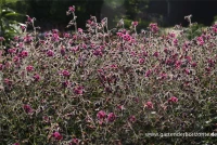 Brauner Storchschnabel „Samobor“ 8 Brauner Storchschnabel „Samobor“ – Bild 6