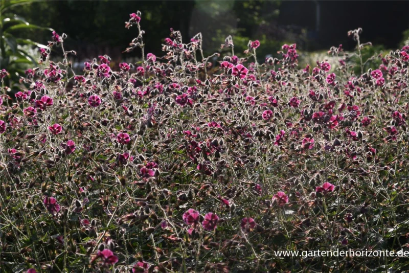 Brauner Storchschnabel „Samobor“ 4 Brauner Storchschnabel „Samobor“ – Bild 2