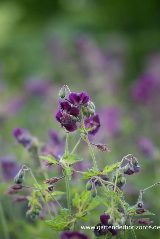 Brauner Storchschnabel „Springtime“ -R- 3 Brauner Storchschnabel „Springtime“ -R-