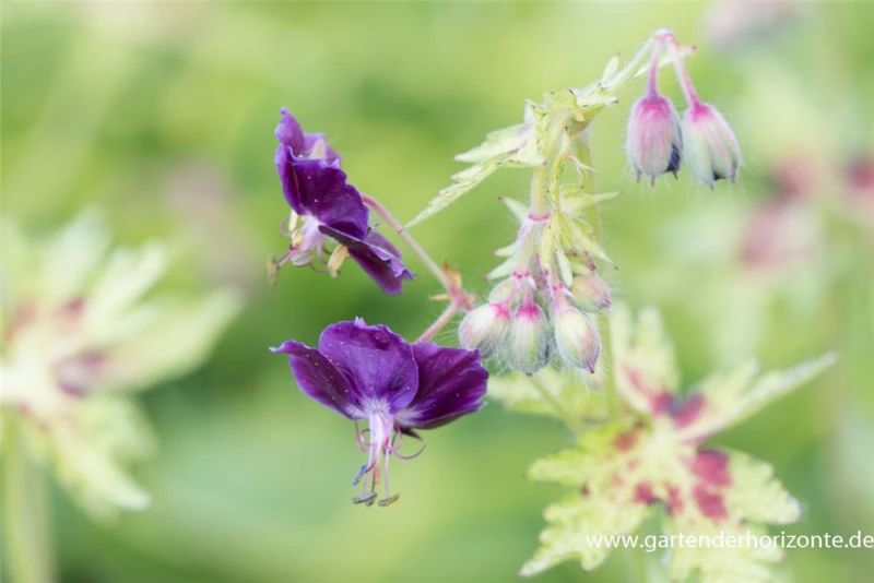 Brauner Storchschnabel „Springtime“ -R- 4 Brauner Storchschnabel „Springtime“ -R- – Bild 2