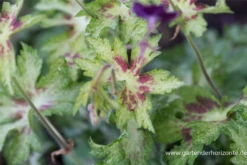 Brauner Storchschnabel „Springtime“ -R- 12 Brauner Storchschnabel „Springtime“ -R- -Blumen Risse Verkaufsladen P2001748 3 800x800