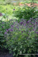 Brauner Storchschnabel „Springtime“ -R- 10 Brauner Storchschnabel „Springtime“ -R- – Bild 8