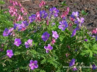 Wiesen-Storchschnabel „Johnson“s Blue“ 7 Wiesen-Storchschnabel „Johnson“s Blue“ – Bild 5