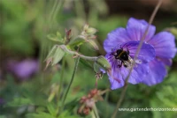 Wiesen-Storchschnabel „Johnson“s Blue“ 8 Wiesen-Storchschnabel „Johnson“s Blue“ – Bild 6