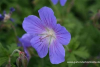 Wiesen-Storchschnabel „Johnson“s Blue“ 9 Wiesen-Storchschnabel „Johnson“s Blue“ – Bild 7