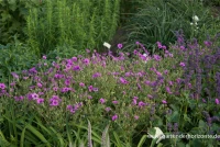 Garten-Storchschnabel „Patricia“ 5 Garten-Storchschnabel „Patricia“ – Bild 3