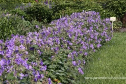 Garten-Storchschnabel „Philippe Vapelle“ -Blumen Risse Verkaufsladen P2001772 3 800x800