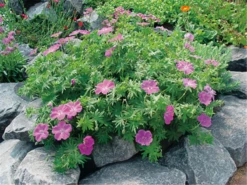 Blutroter Storchschnabel „Vision Violet“