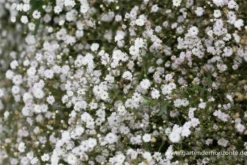 Kriechendes Schleierkraut „Compacta Plena“ -Blumen Risse Verkaufsladen P2001849 2 800x800