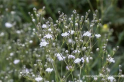 Kriechendes Schleierkraut „Compacta Plena“ -Blumen Risse Verkaufsladen P2001849 4 800x800