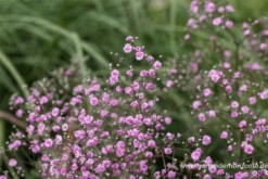 Gefülltblühendes Schleierkraut „Flamingo“ -Blumen Risse Verkaufsladen P2001851 2 800x800