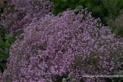 Gefülltblühendes Schleierkraut „Flamingo“ -Blumen Risse Verkaufsladen P2001851 3 800x800